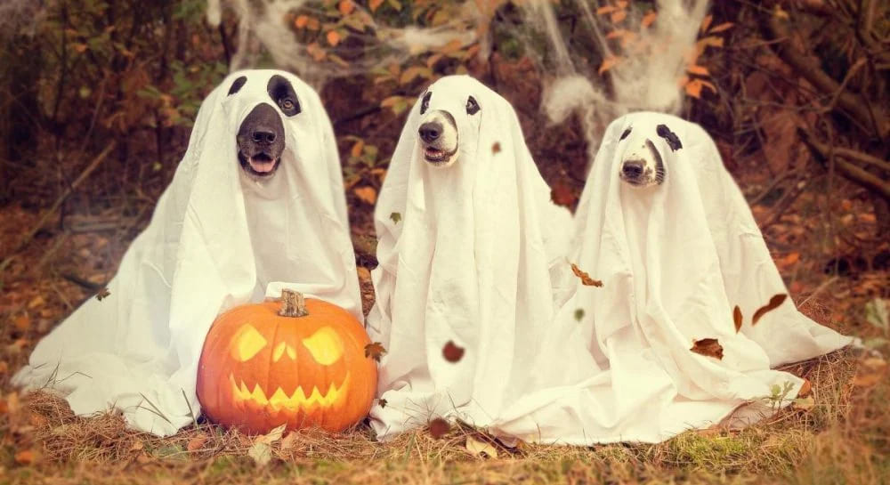 happy halloween quotes